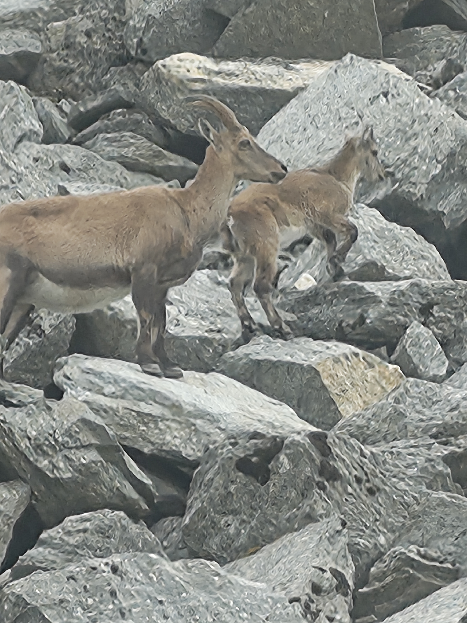 <a href='/hi/jeroen' class='caption'>» jeroen 01 August 2025 01:27 Seetalhorn Grächen</a>