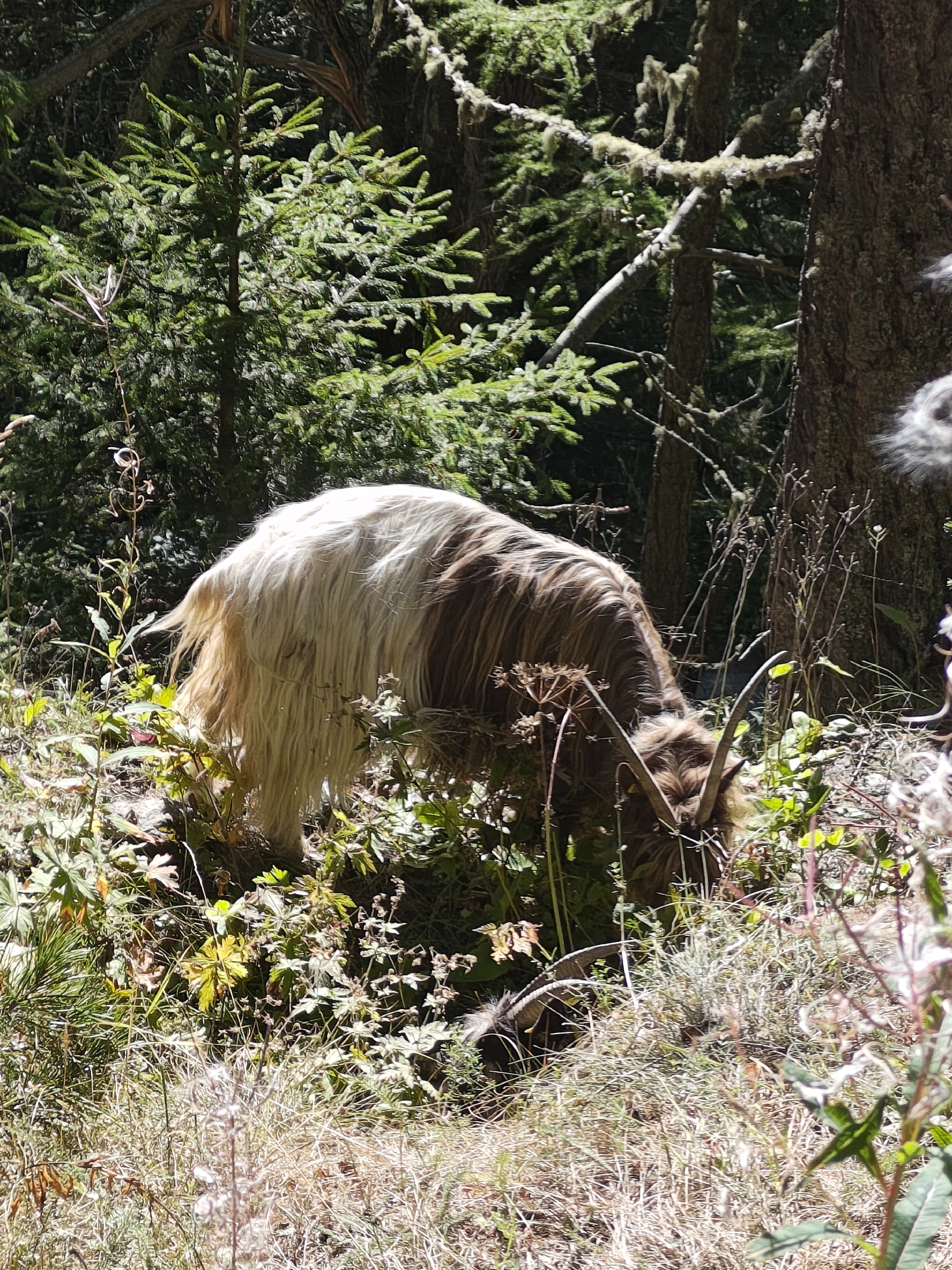 <a href='/hi/jeroen' class='caption'>» jeroen 30 August 2025 04:00 Grächen</a>